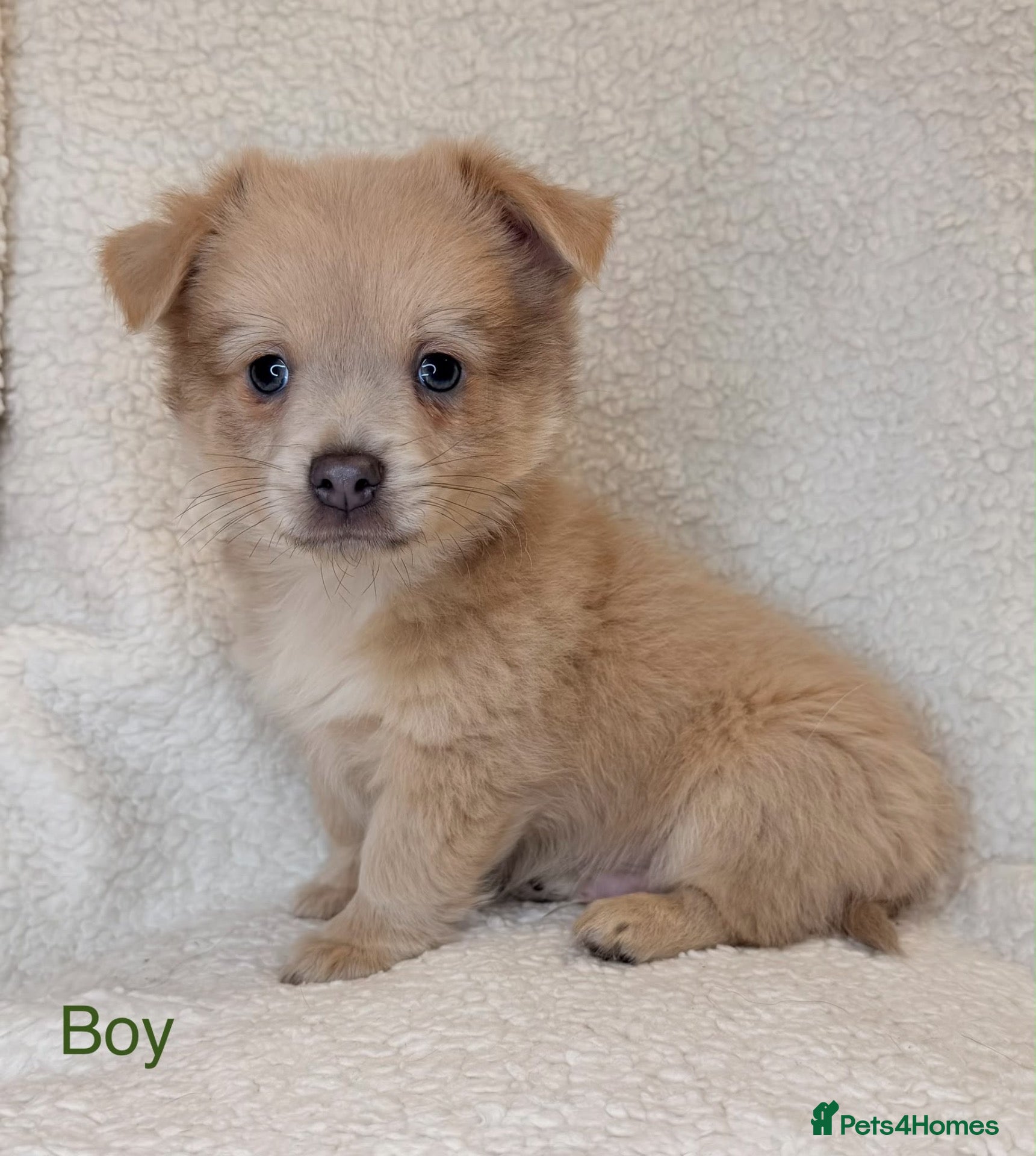 Mixed Breed dogs Pomeranian x chihuahua pups  - Advert 1