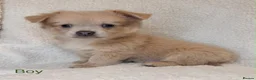 Mixed Breed dogs for sale: Pomeranian x chihuahua pups  - Advert 13