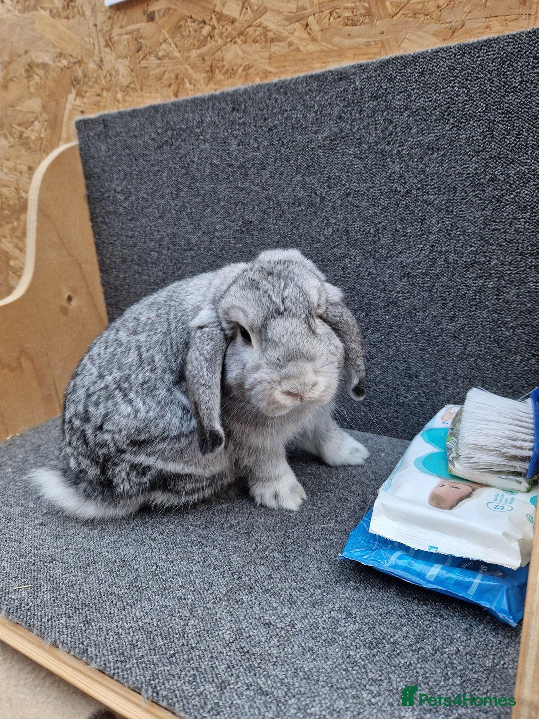 Mixed Breed rabbits for sale: Sweet Little Chin Lop Buck - Image 2