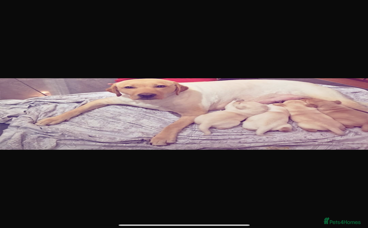 Labrador Retriever dogs 4 stunning Labrador puppies for sale - Advert 1