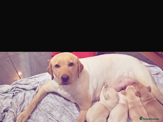 Labrador Retriever dogs 4 stunning Labrador puppies for sale - Advert 1