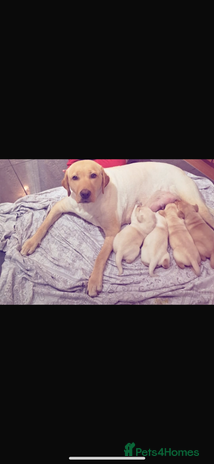 Labrador Retriever dogs 4 stunning Labrador puppies for sale - Advert 10