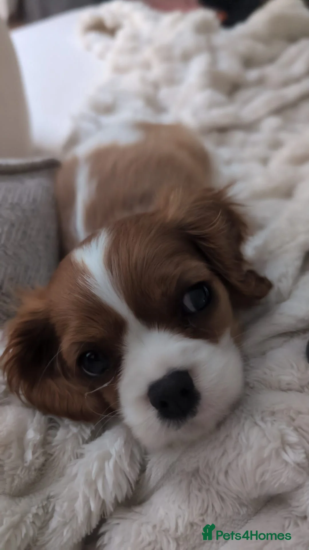 Cavalier King Charles Spaniel dogs for sale: Rehoming king charles girl puppy - Advert 2