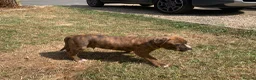 Staffordshire Bull Terrier dogs for sale: Staffordshire Bull terrier  in ELY - Advert 7