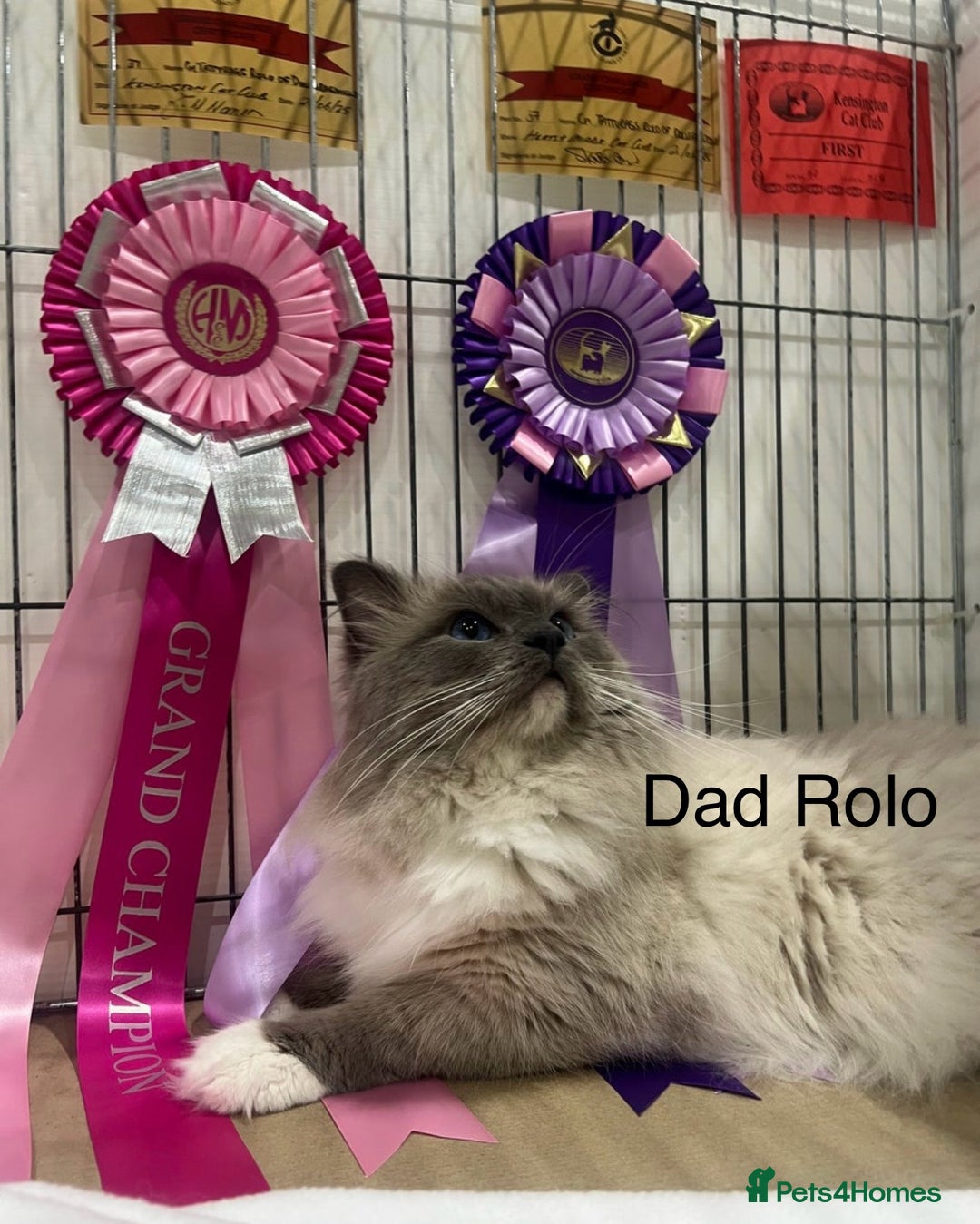 Ragdoll cats for sale: Last mitted Ragdoll boy available  - Advert 19