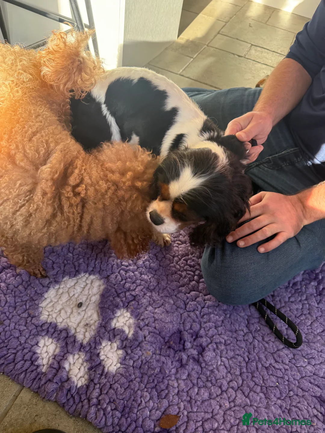 Cavapoo dogs for sale: F1 health tested Cavapoo puppies  - Advert 9