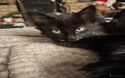 British Shorthair cats for sale: Beautiful, friendly, playful kittens - Image 14