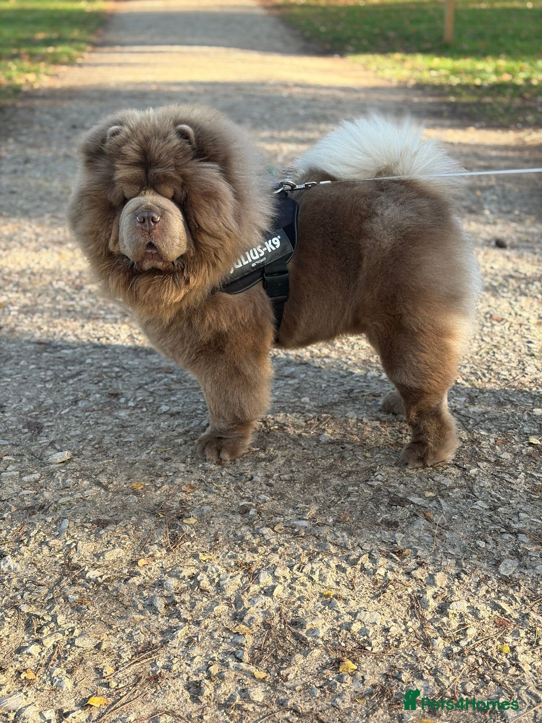 Chow Chow dogs for stud: Enzo the Lilac Chow Chow for stud 🦁 - Advert 5