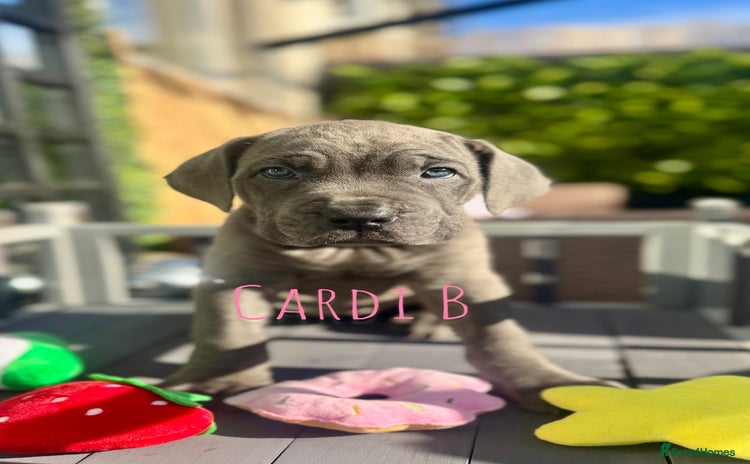 Mixed Breed dogs - Advert 16