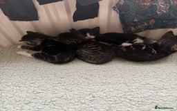 British Shorthair cats for sale: 3 little boy kittens  - Image 1