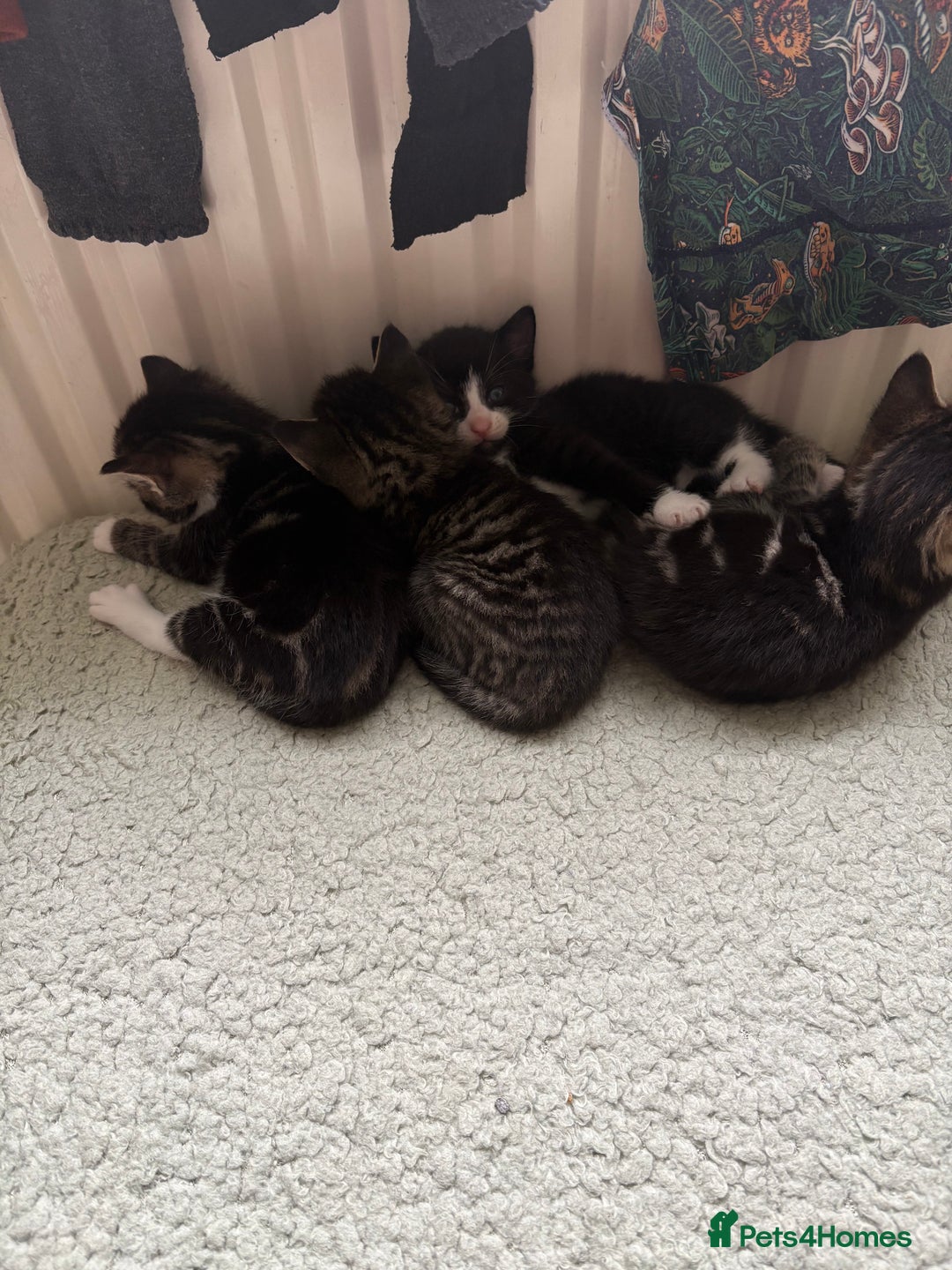 British Shorthair cats for sale: 3 little boy kittens  - Image 1
