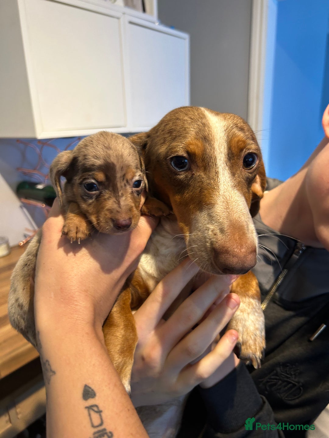 Miniature Dachshund dogs for stud: Mini Dachshund proven stud - Jelly - Image 5