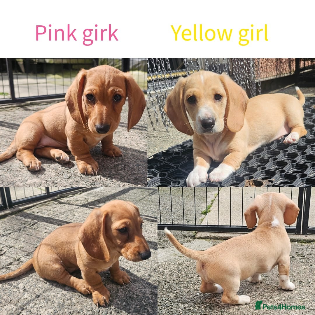 Miniature Dachshund dogs •KCREG •PRA CLEAR 2girls Cream intensity  - Advert 17