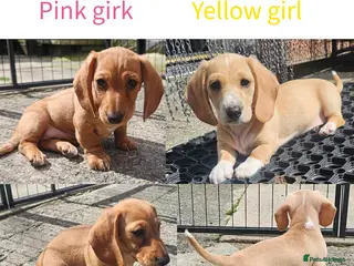Miniature Dachshund dogs •KCREG •PRA CLEAR 2girls Cream intensity - Advert 16