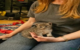 Savannah cats for sale: Beautiful Savannah cross kittens for sale - Advert 24