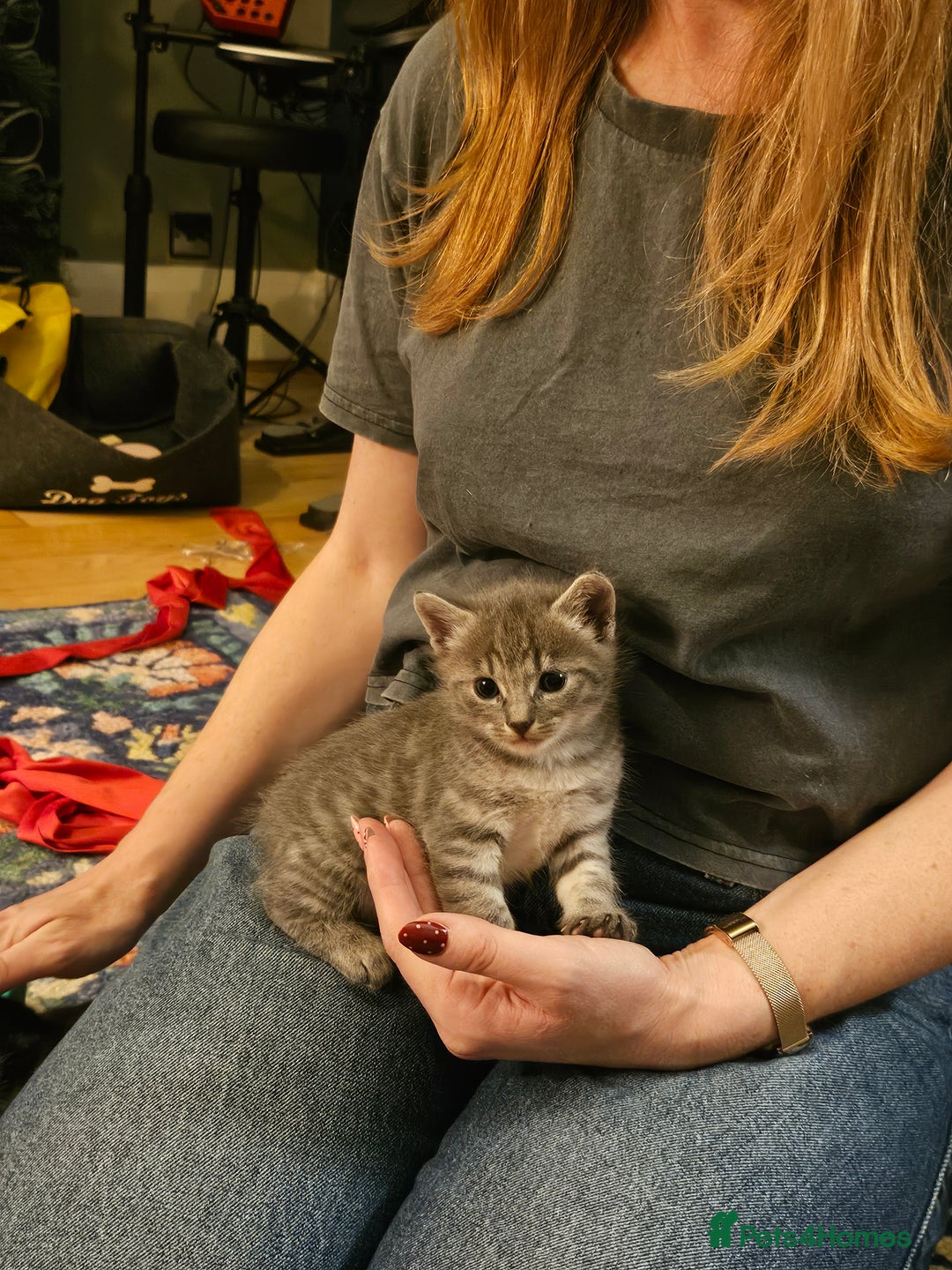 Savannah cats for sale: Beautiful Savannah cross kittens for sale - Advert 24