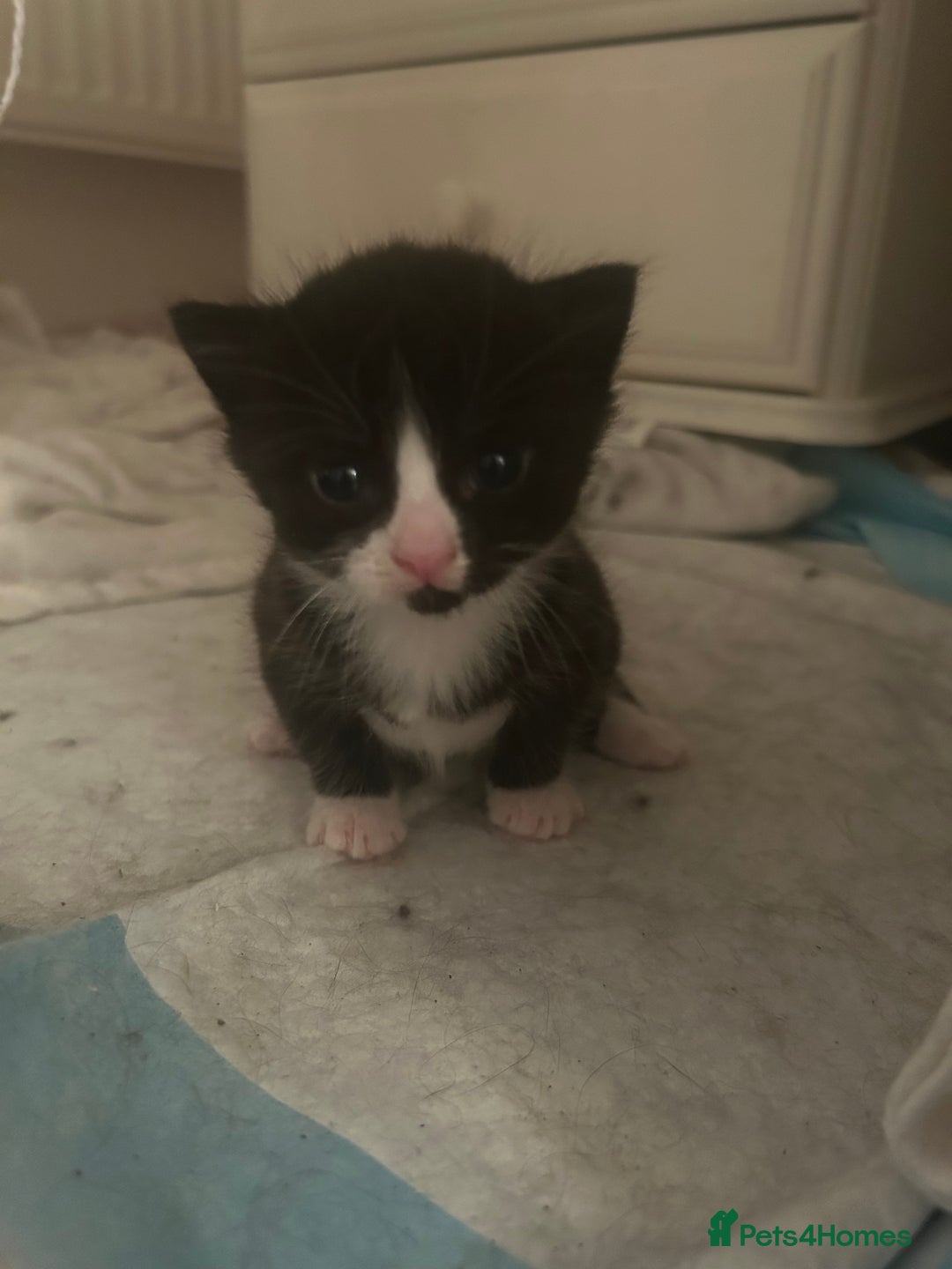 Mixed Breed cats for sale: 3 ragdoll mix kittens  - Image 20