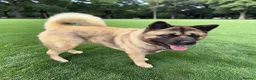 Akita dogs for sale: 🐾 Proven Male Akita Excellent Stud Opportunity 🐾 - Advert 2