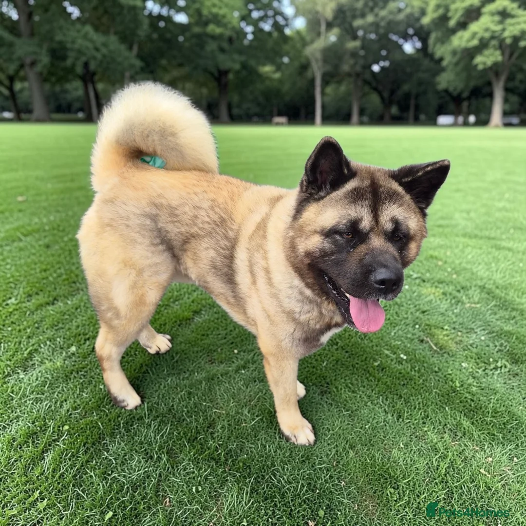Akita dogs for sale: 🐾 Proven Male Akita Excellent Stud Opportunity 🐾 - Advert 2