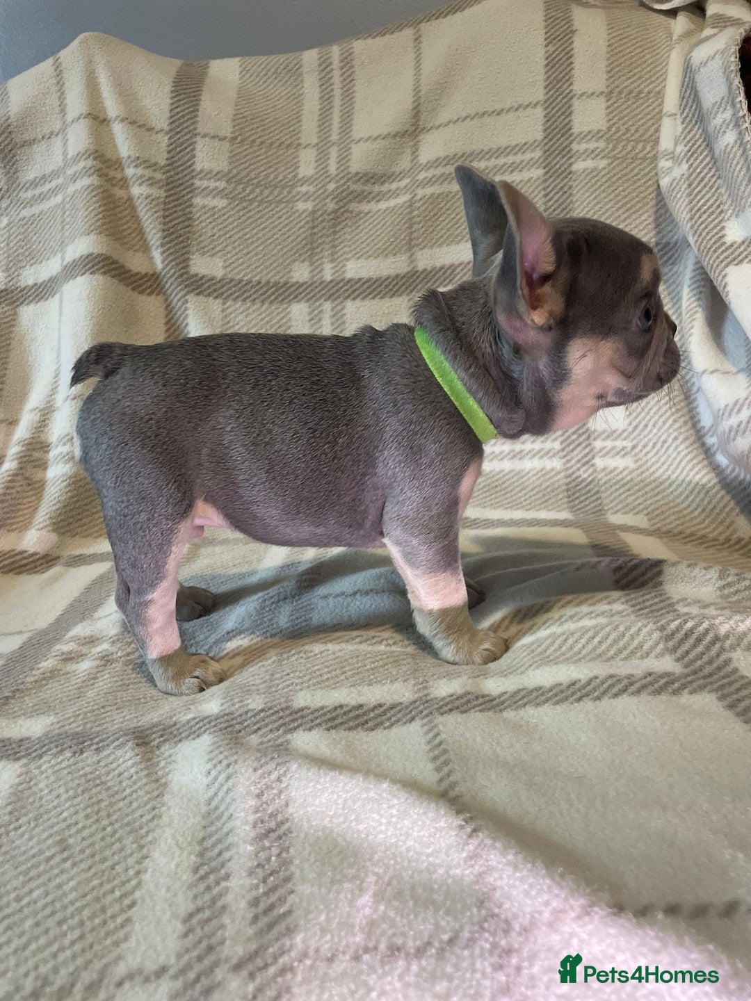 French Bulldog dogs for sale: Kc Reg Micro frenchies for sale - Image 4