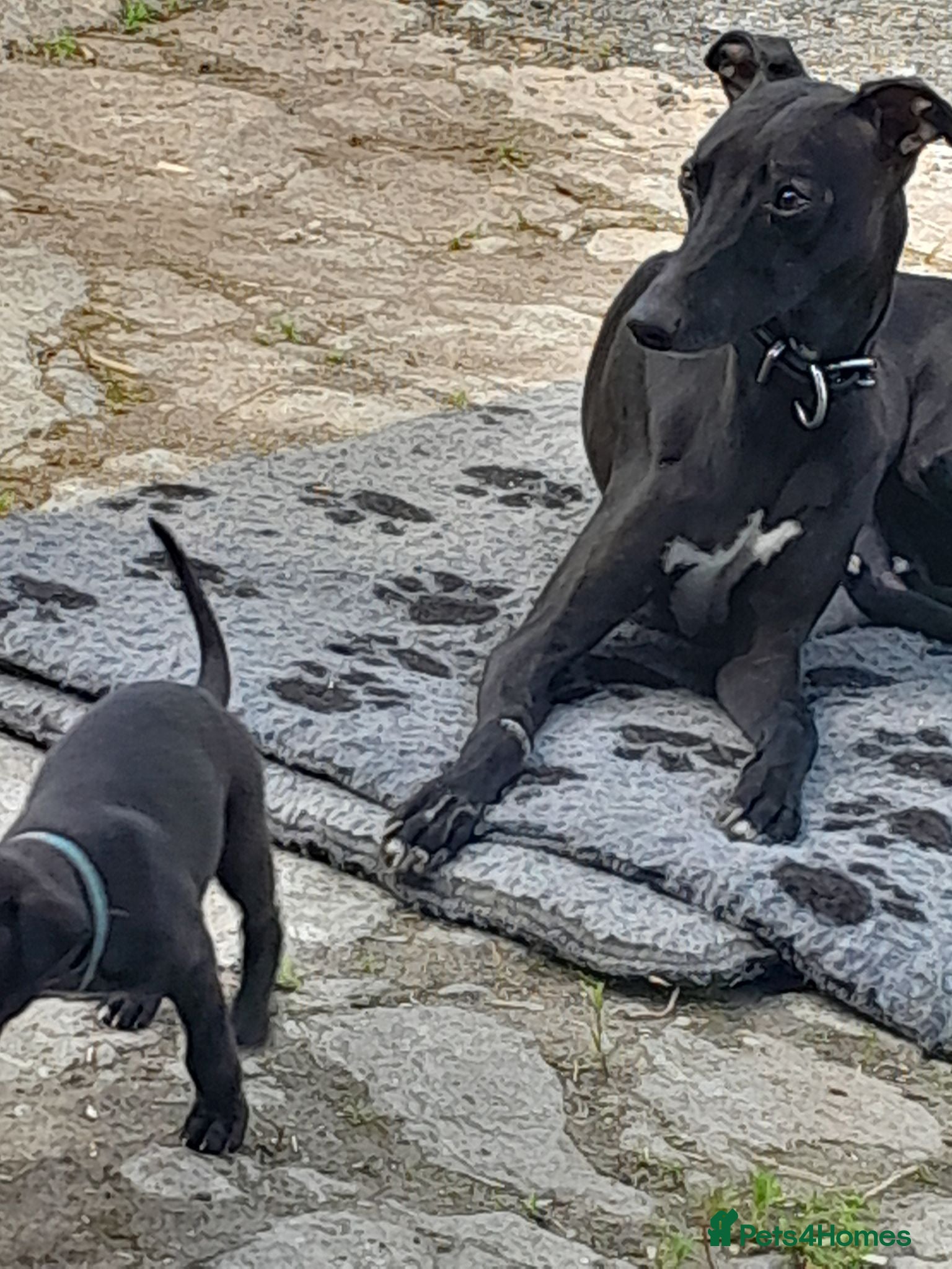 Whippet dogs for sale: Black whippet pups ready Now  - Advert 1