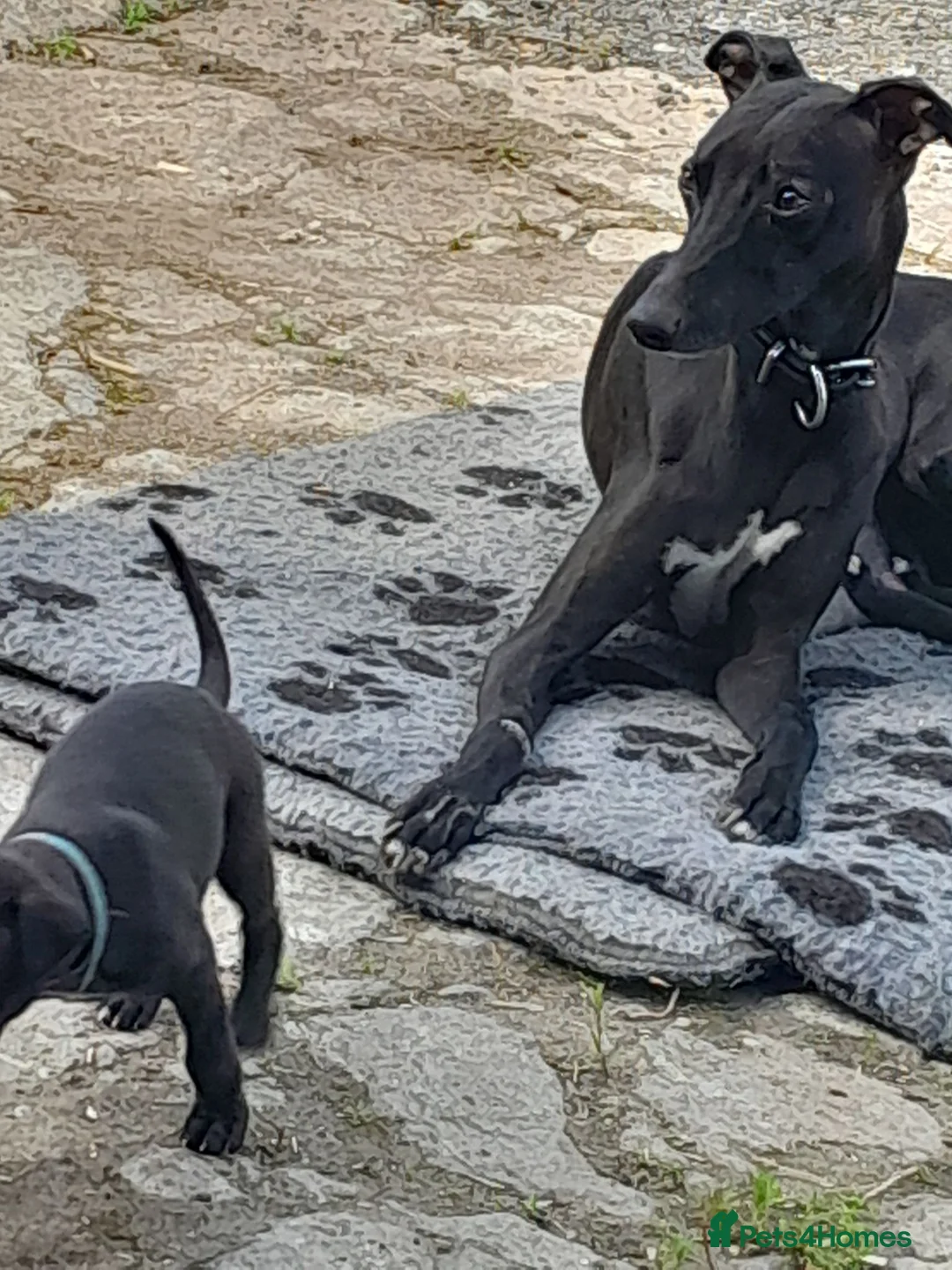 Whippet dogs for sale: Black whippet pups ready Now  - Advert 1