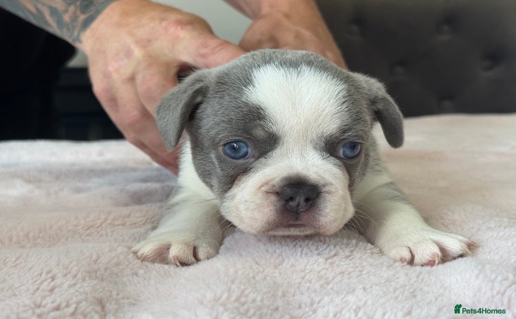 French Bulldog dogs - Advert 7