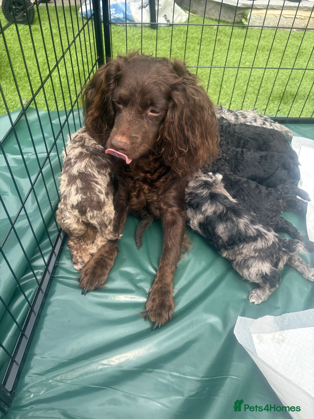 Cockapoo dogs for sale: Beautiful blue eyed cockapoo puppies in Maidstone - Advert 2