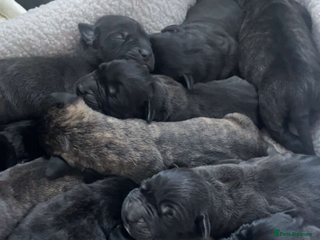 Presa Canario dogs Presa Canario puppies - Advert 2