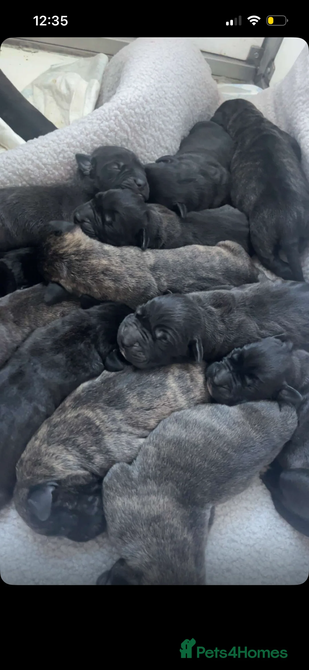 Presa Canario dogs for sale: Presa Canario puppies REDUCED  - Advert 10