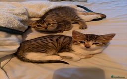 Mixed Breed cats for sale: 3 Mixed Tabby Kittens - Image 2