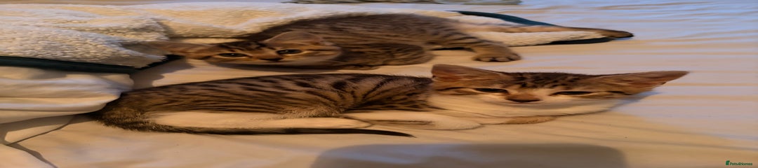 Girl mixed grey tabby 1