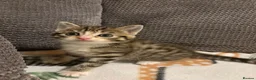 Mixed Breed cats for sale: Beautiful playful kittens  in Huntingdon - Advert 4