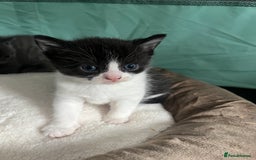 British Shorthair cats for sale: 3 British shorthair kittens  - Image 5