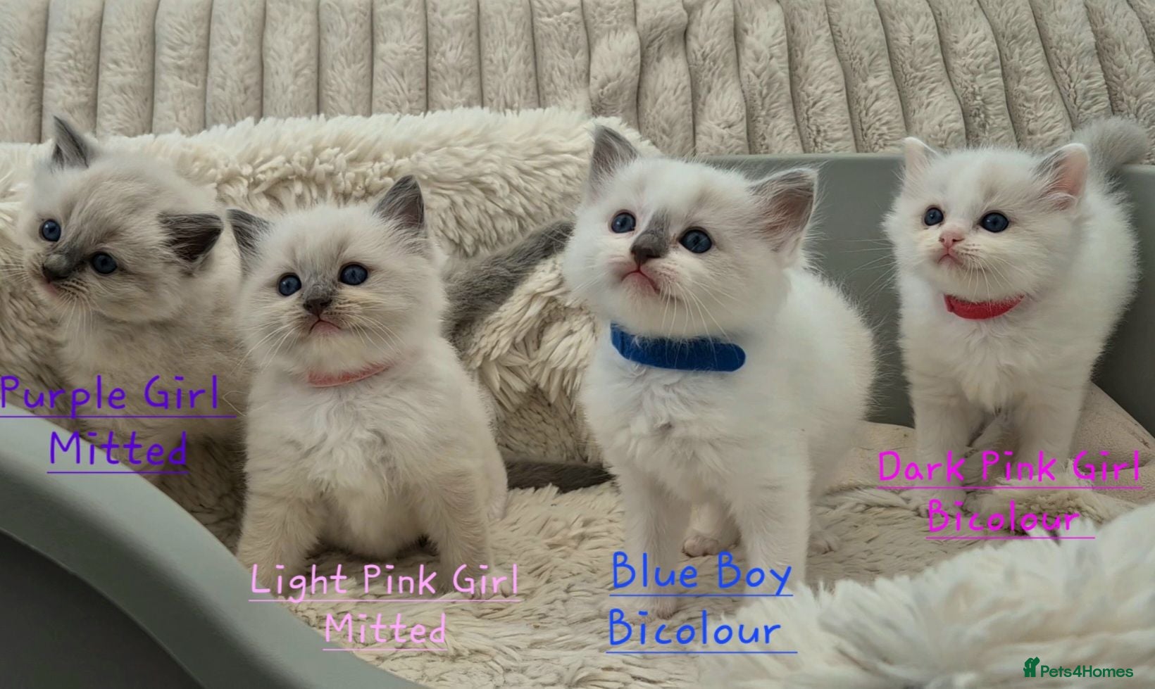 Ragdoll cats Gccf Bicolour / Mitted Ragdoll ChampionBloodlines - Advert 4
