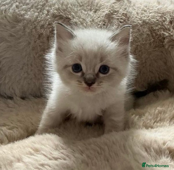 Ragdoll cats Gorgeous full ragdoll kittens  - Advert 10