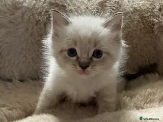 Ragdoll cats Gorgeous full ragdoll kittens - Advert 10