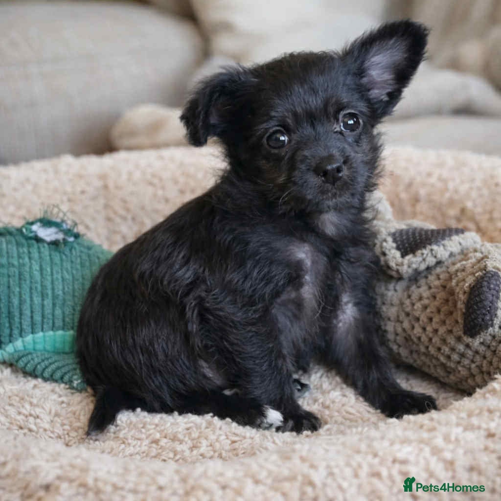 Mixed Breed dogs Pomchipoo girl, ready now - Advert 17