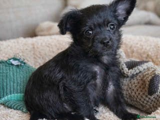 Mixed Breed dogs Pomchipoo girl, ready now - Advert 11