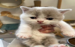 British Shorthair cats for sale: 5  Registered British Shorthair  in Manningtree - Image 4