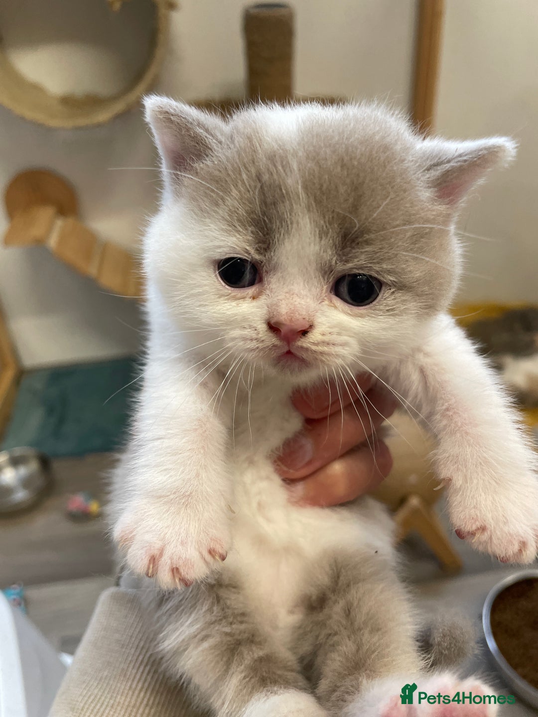 British Shorthair cats for sale: 5  Registered British Shorthair  in Manningtree - Image 4