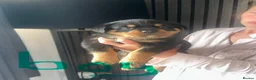 Rottweiler dogs for sale: Outstanding pure  Rottwilwer - Advert 16