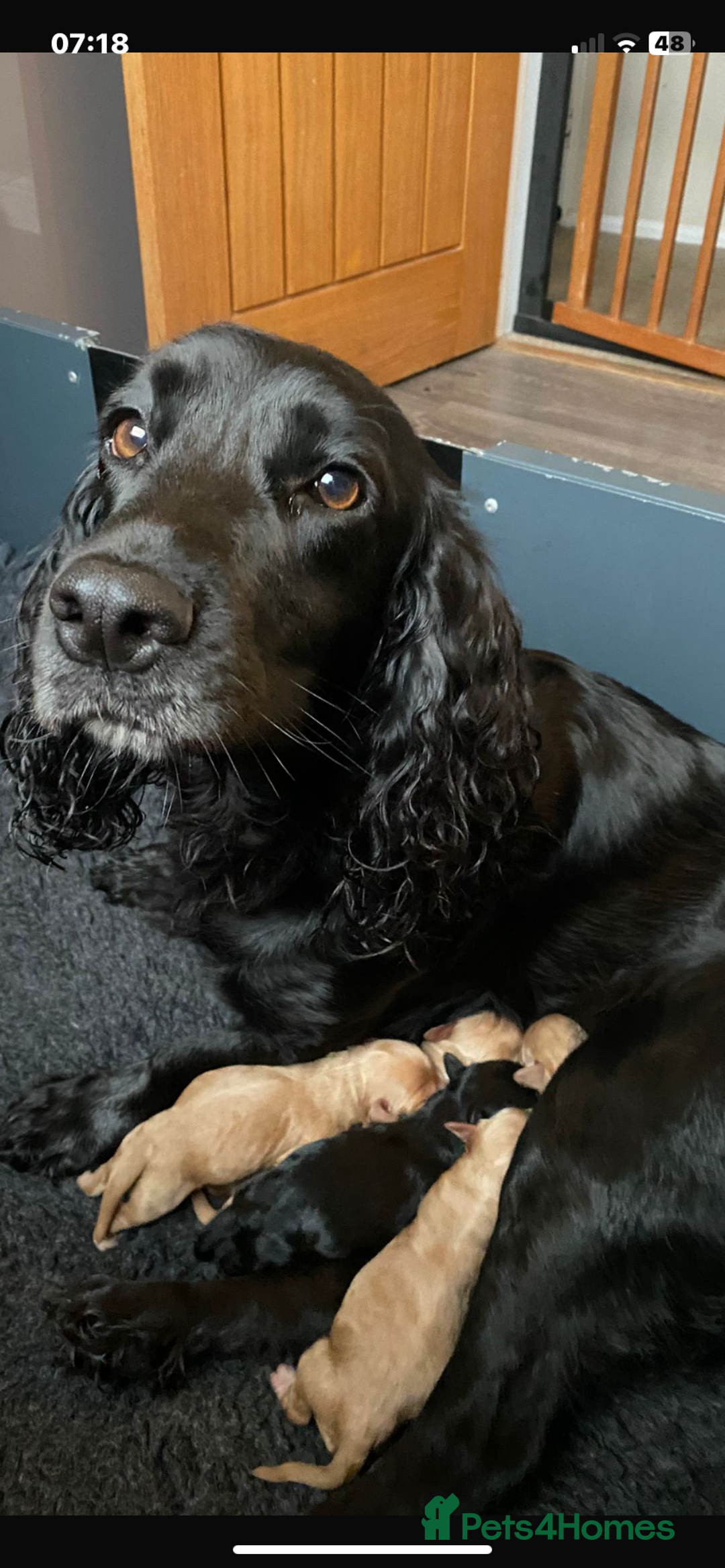 Cockapoo dogs for sale: F1 toy cockerpoo - Advert 5