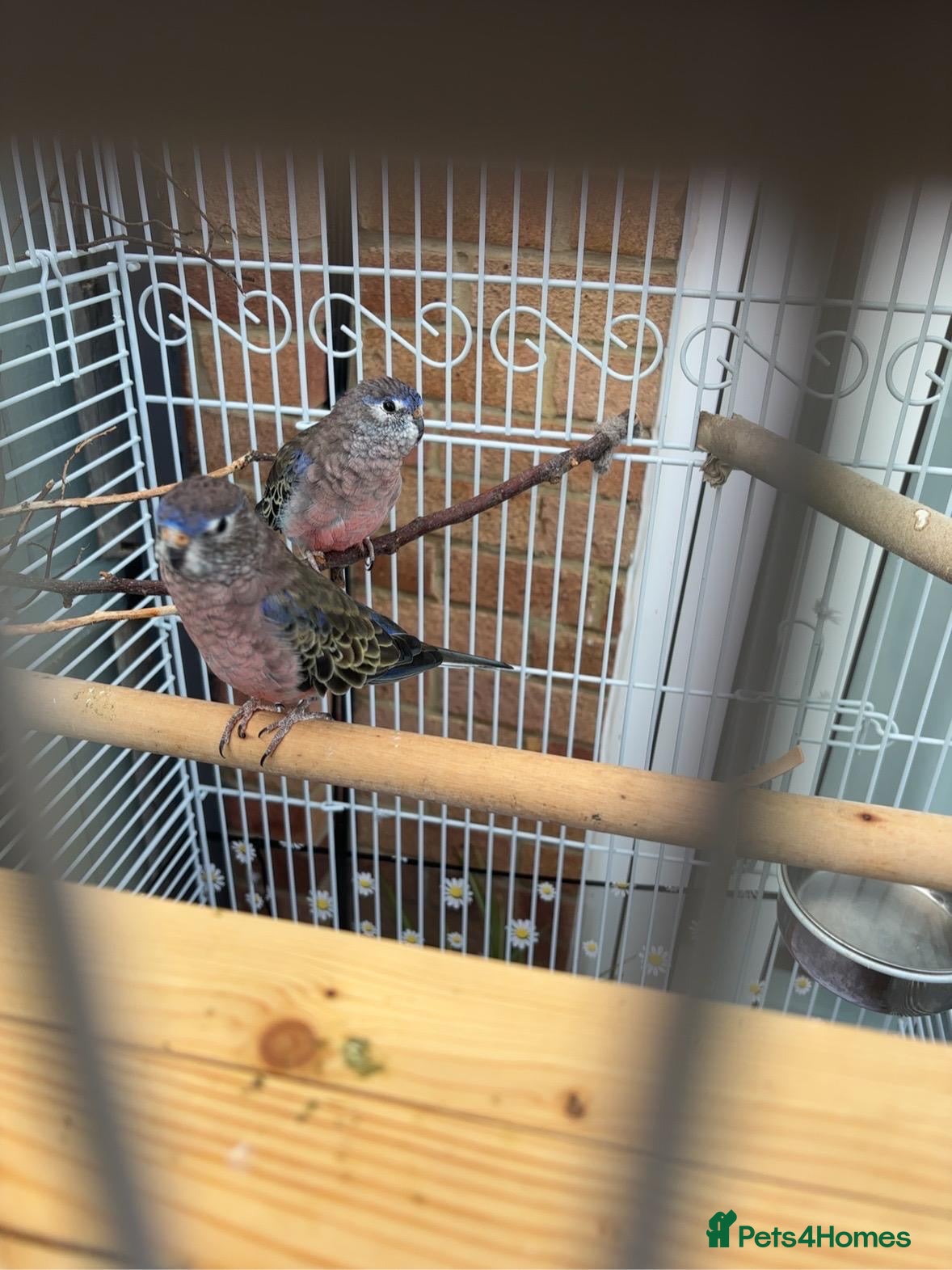 Parakeets birds bourke's parakeet - Advert 5