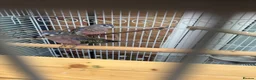 Parakeets birds for sale: bourke's parakeet in West Molesey - Advert 1
