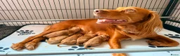 Mixed Breed dogs for sale: Gorgeous Doodle puppies  in Grantown-on-Spey - Advert 2