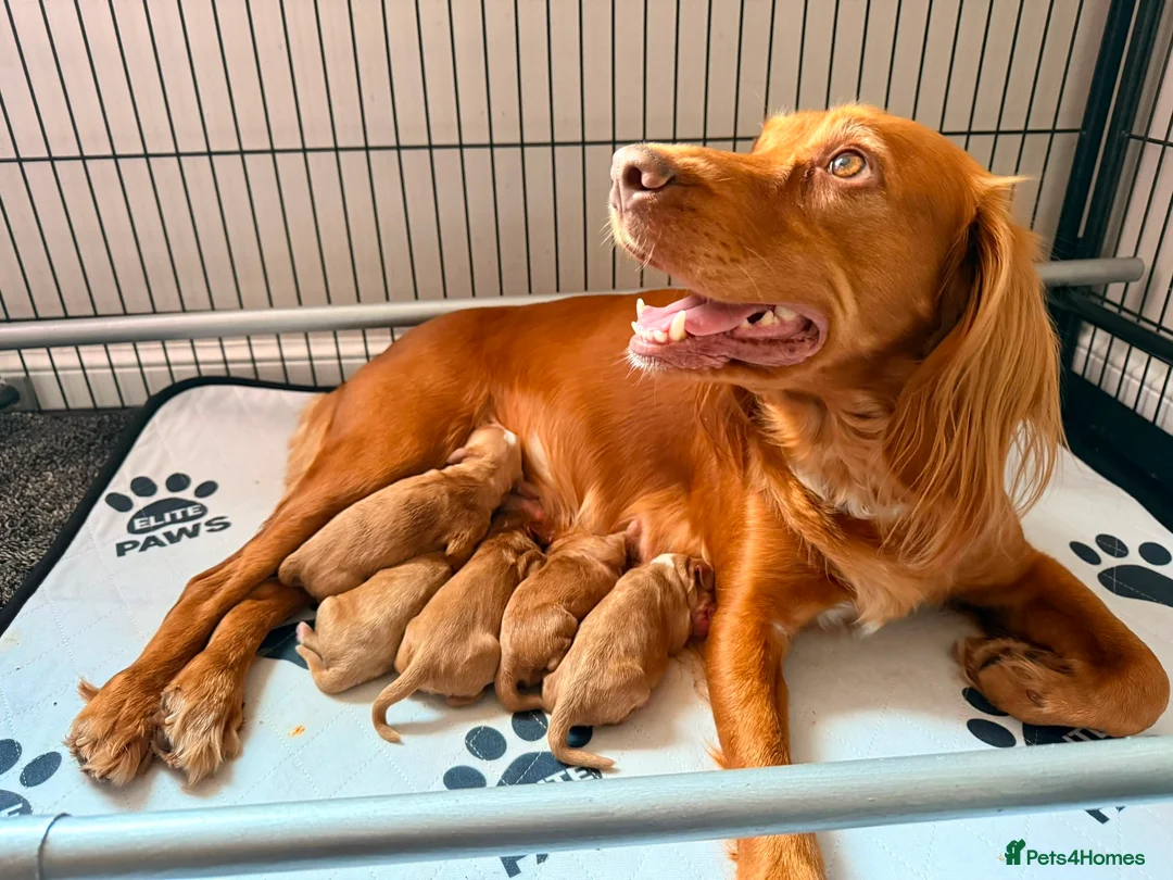 Mixed Breed dogs for sale: Gorgeous Doodle puppies  in Grantown-on-Spey - Advert 2