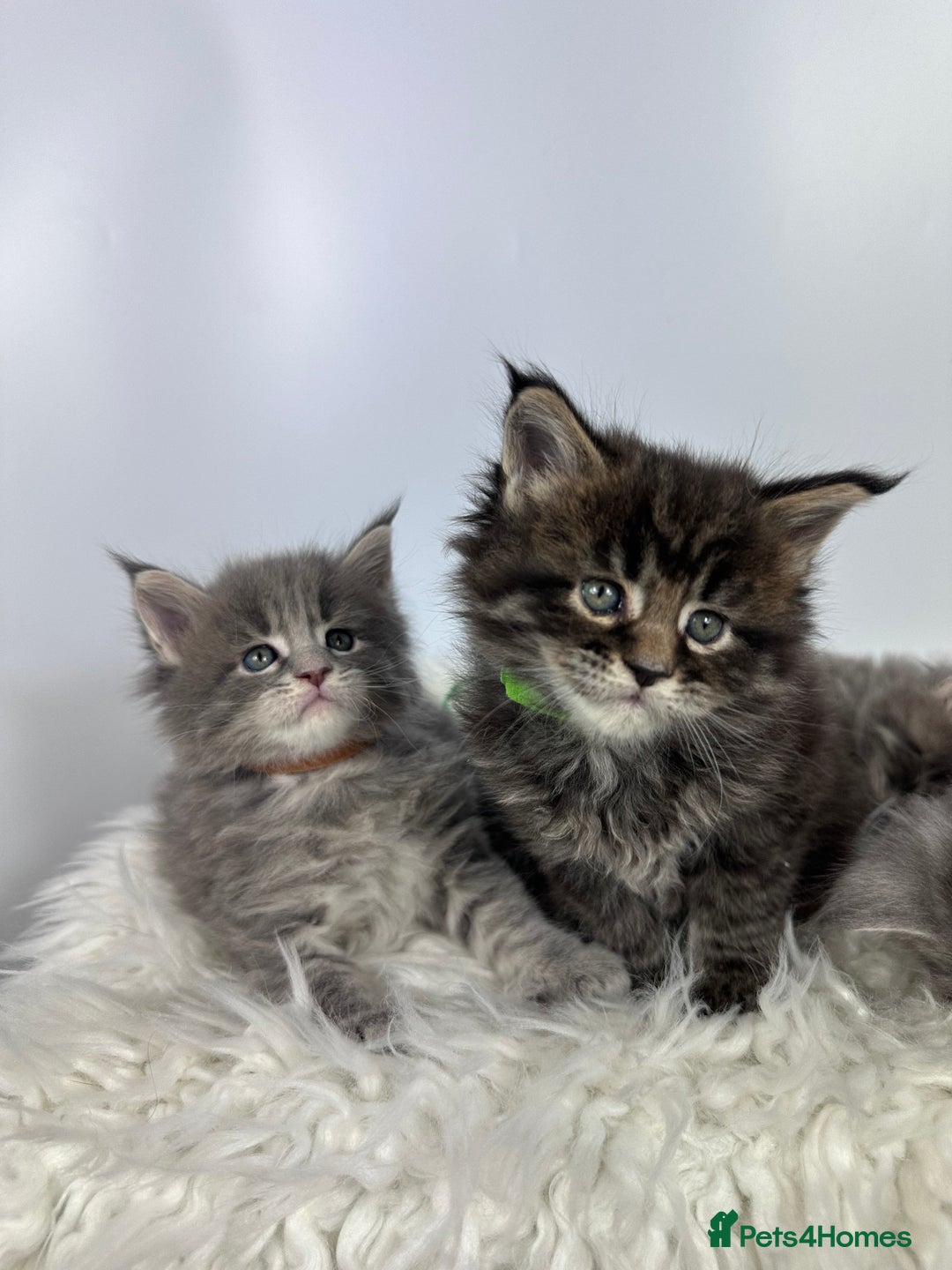 Maine Coon cats for sale: 6 Gorgeous Pure Breed Maine Coon Kittens - Advert 18