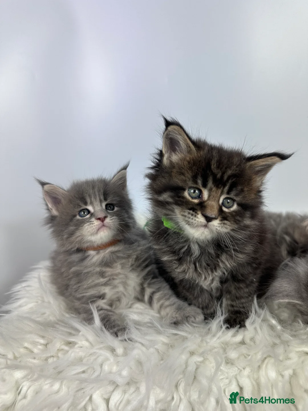 Maine Coon cats for sale: ✨Last 2 Gorgeous Pure Breed Maine Coon Kittens✨ - Advert 19