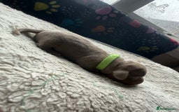 Miniature Dachshund dogs for sale: Miniature daschund - Advert 4